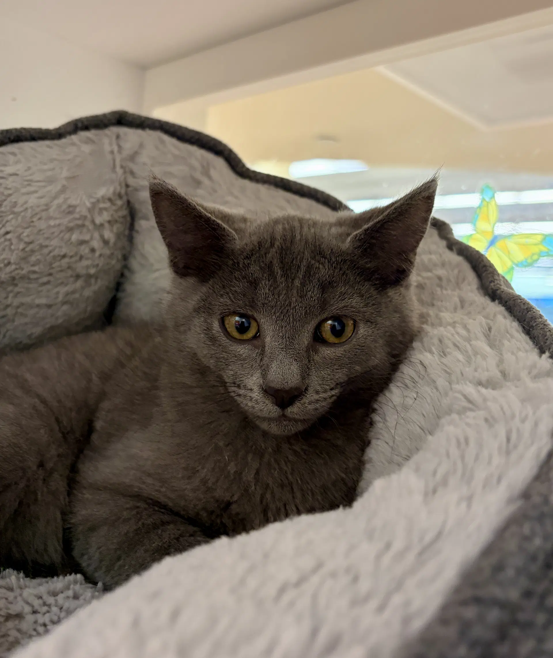 Ash Bonded With Smoke - Domestic Short Hair