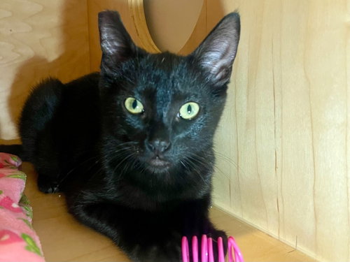 Elvira, an adoptable Domestic Short Hair in Oakland, CA