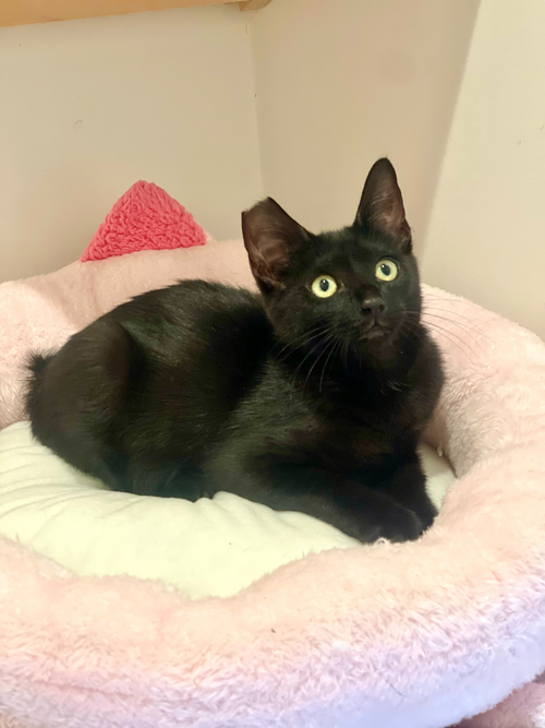 Zara, an adoptable Domestic Short Hair in Oakland, CA
