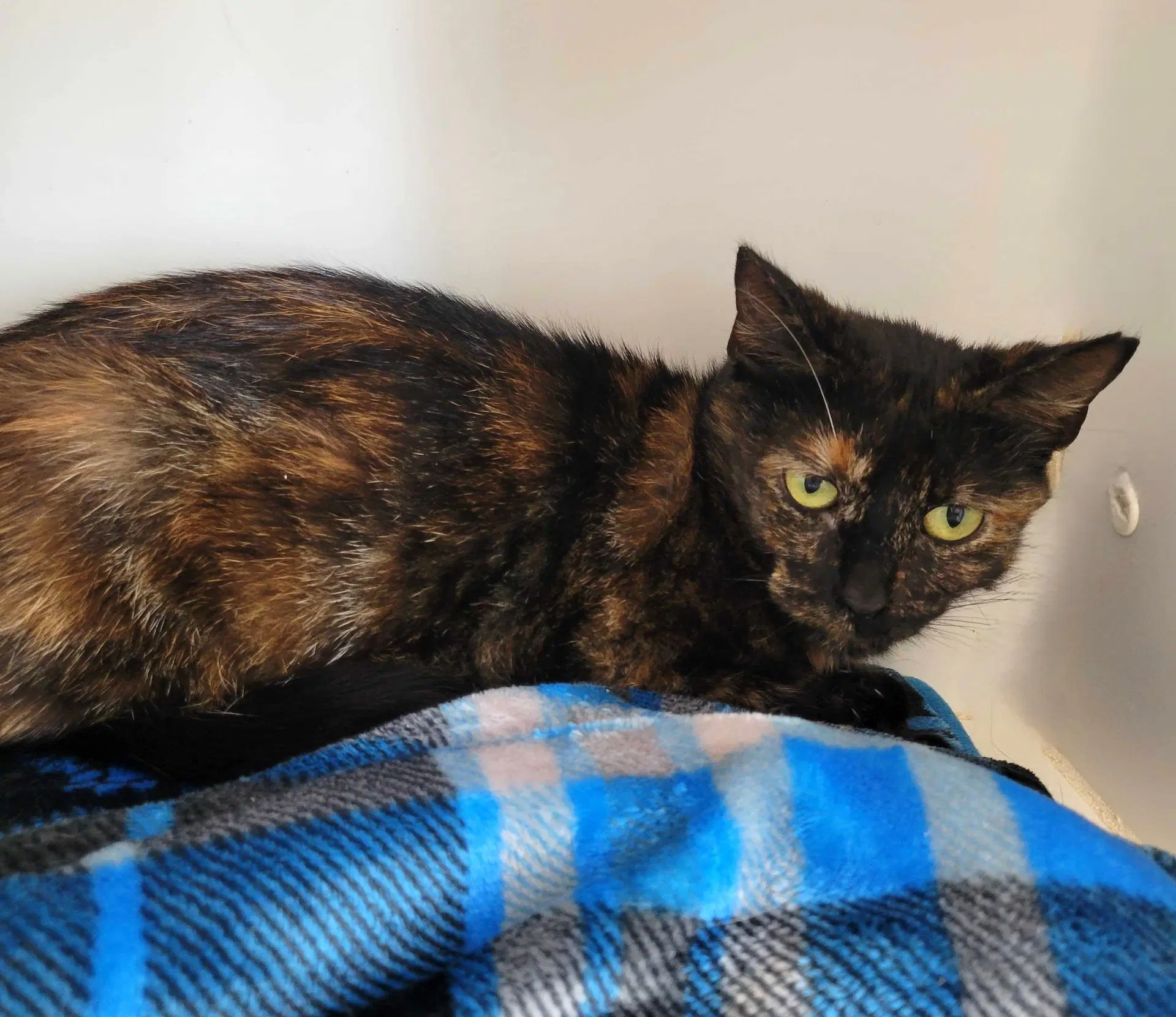 Twix - Tortoiseshell