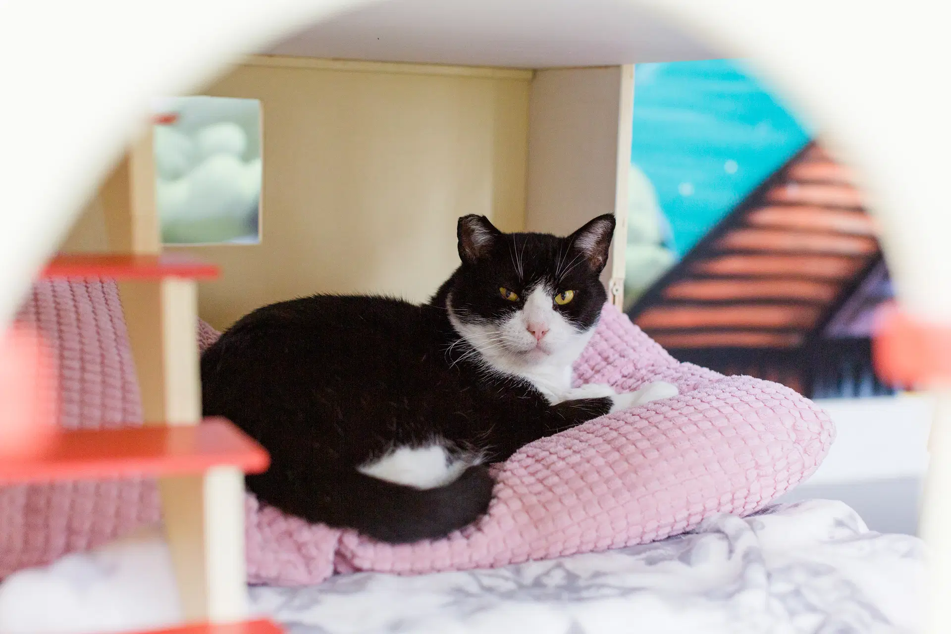 Jackson - Domestic Short Hair