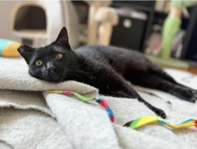 Ella Bonded With Bubbles - Domestic Short Hair