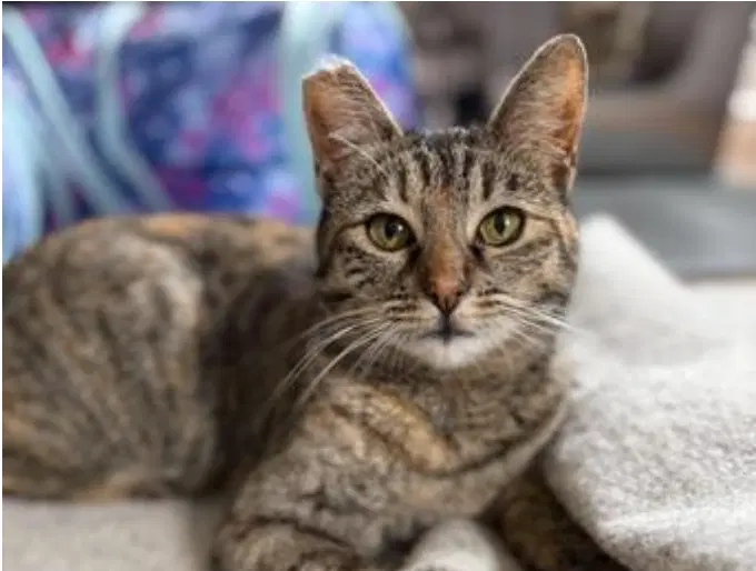 Bubbles Bonded With Ella - Domestic Short Hair