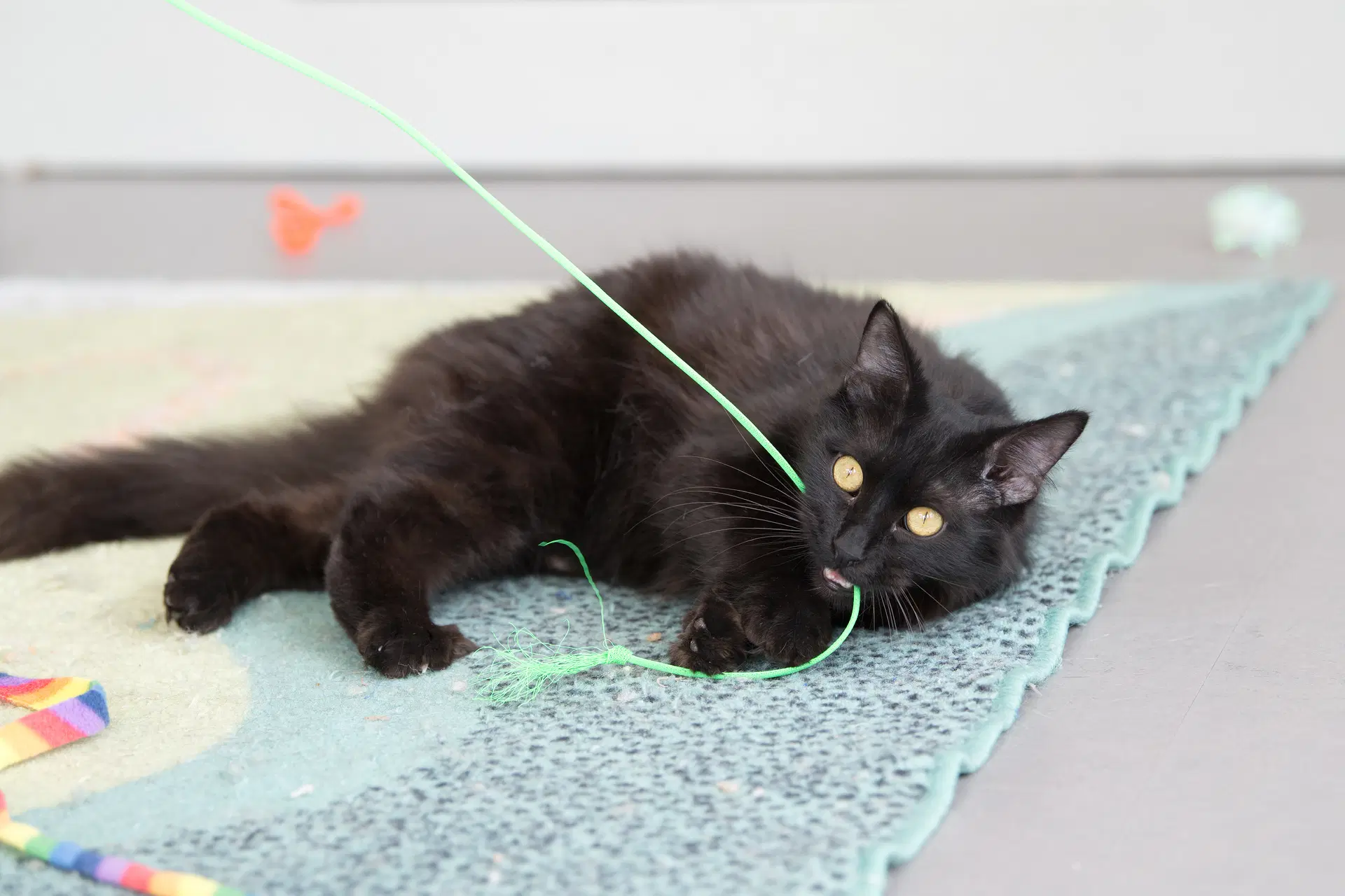 Fritz - Domestic Medium Hair