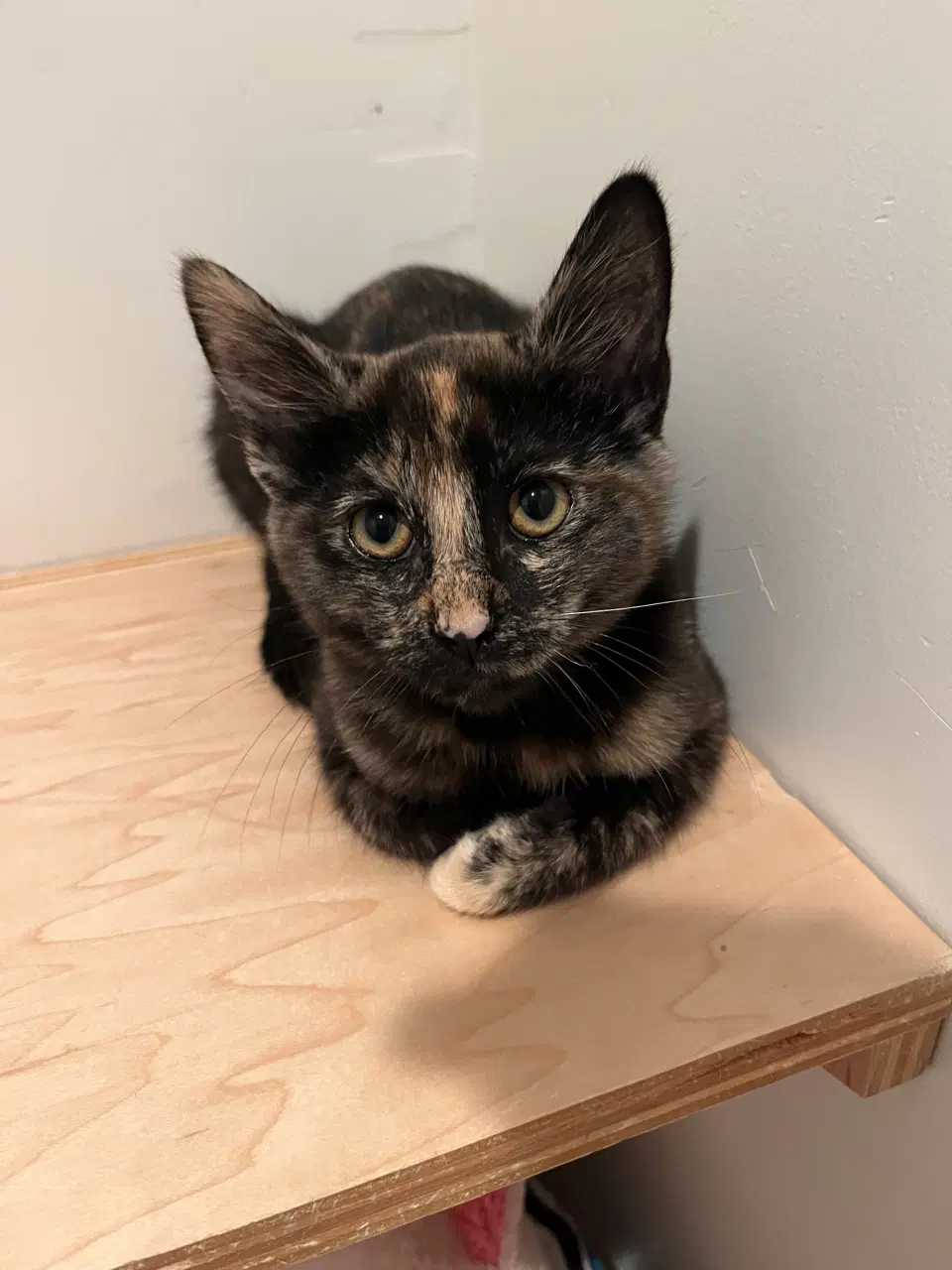 Snickers - Domestic Short Hair