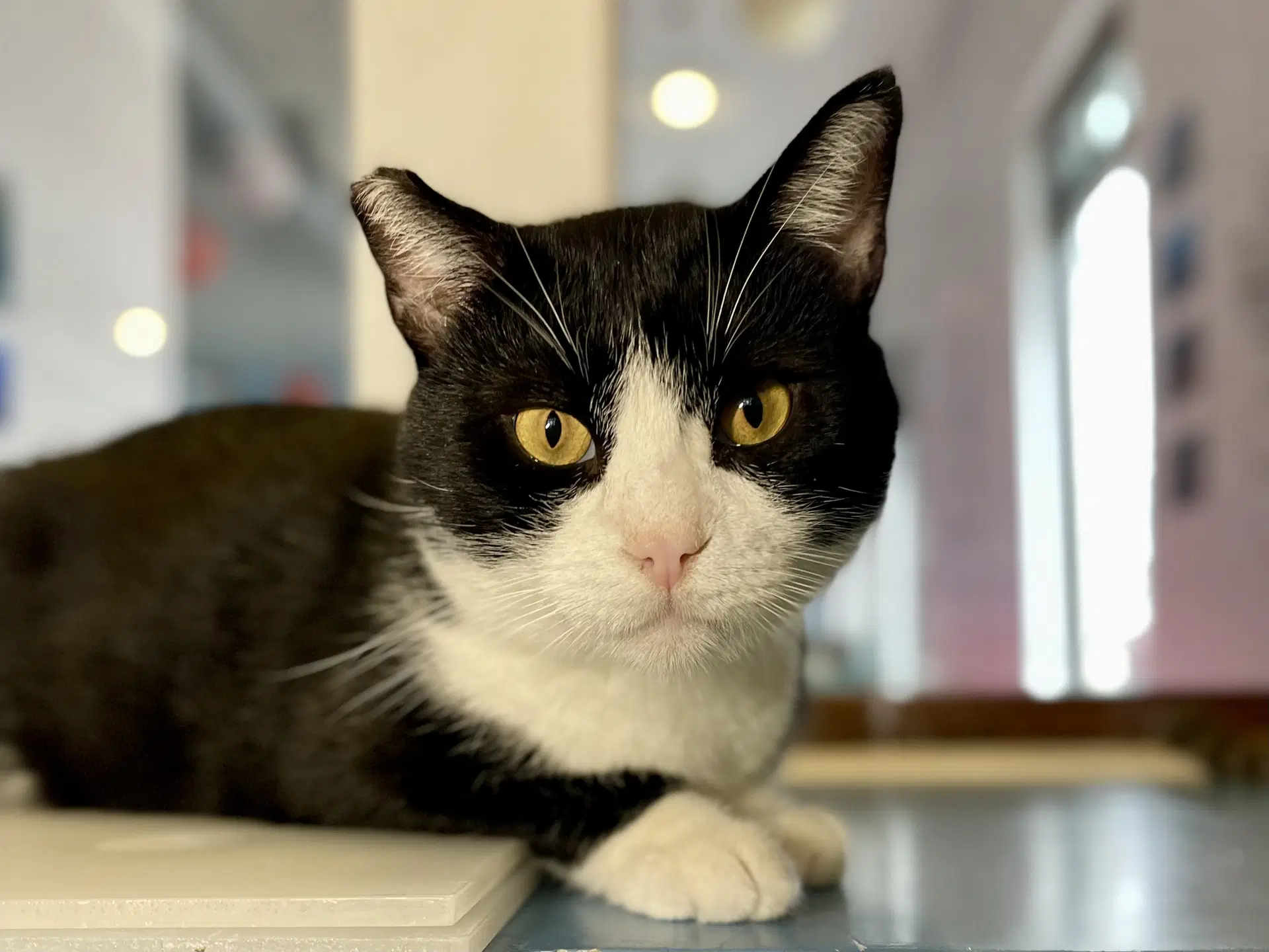 Angelita Needs Cat Buddy - Domestic Short Hair