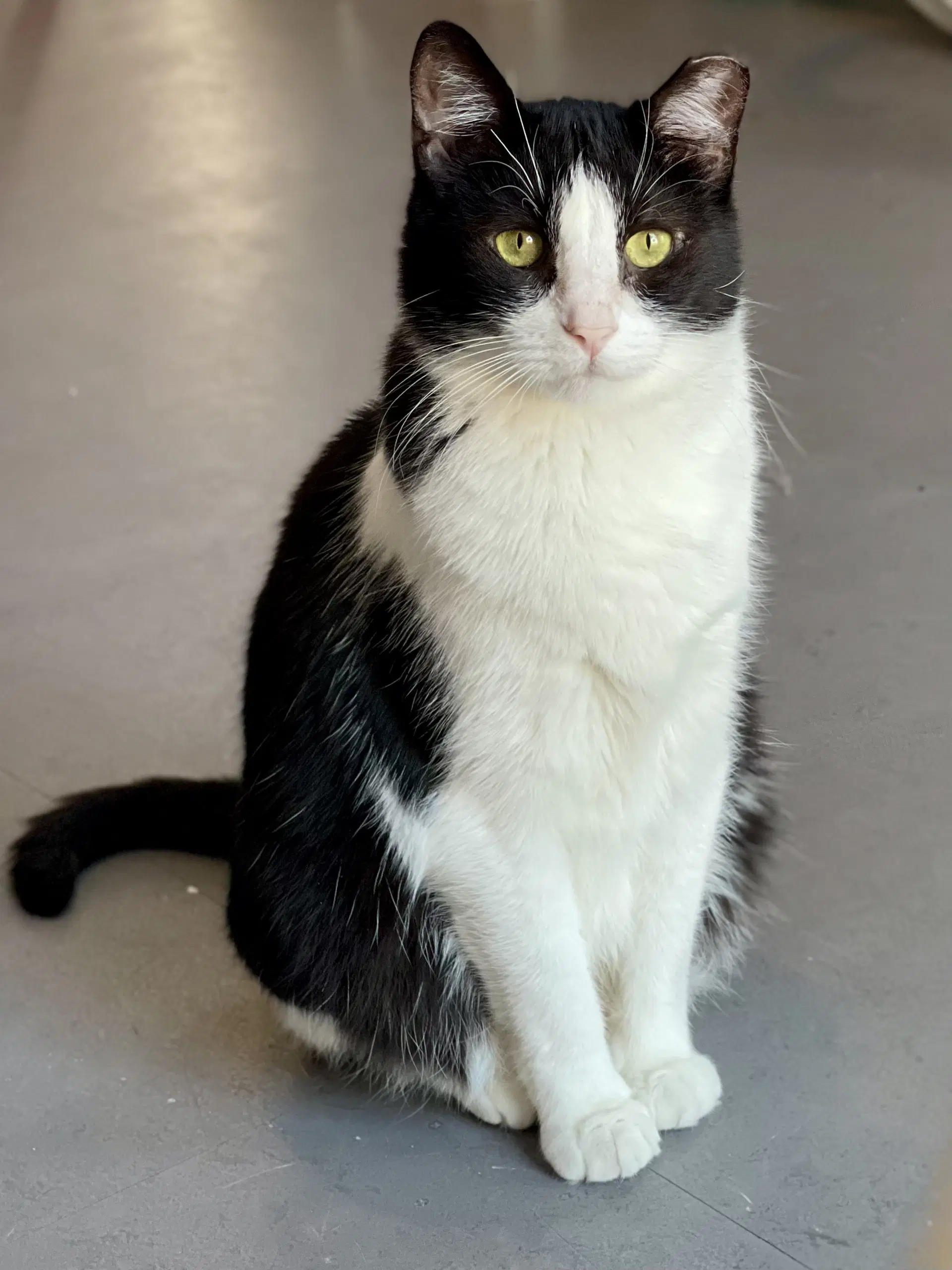Angelita Needs Cat Buddy image 3