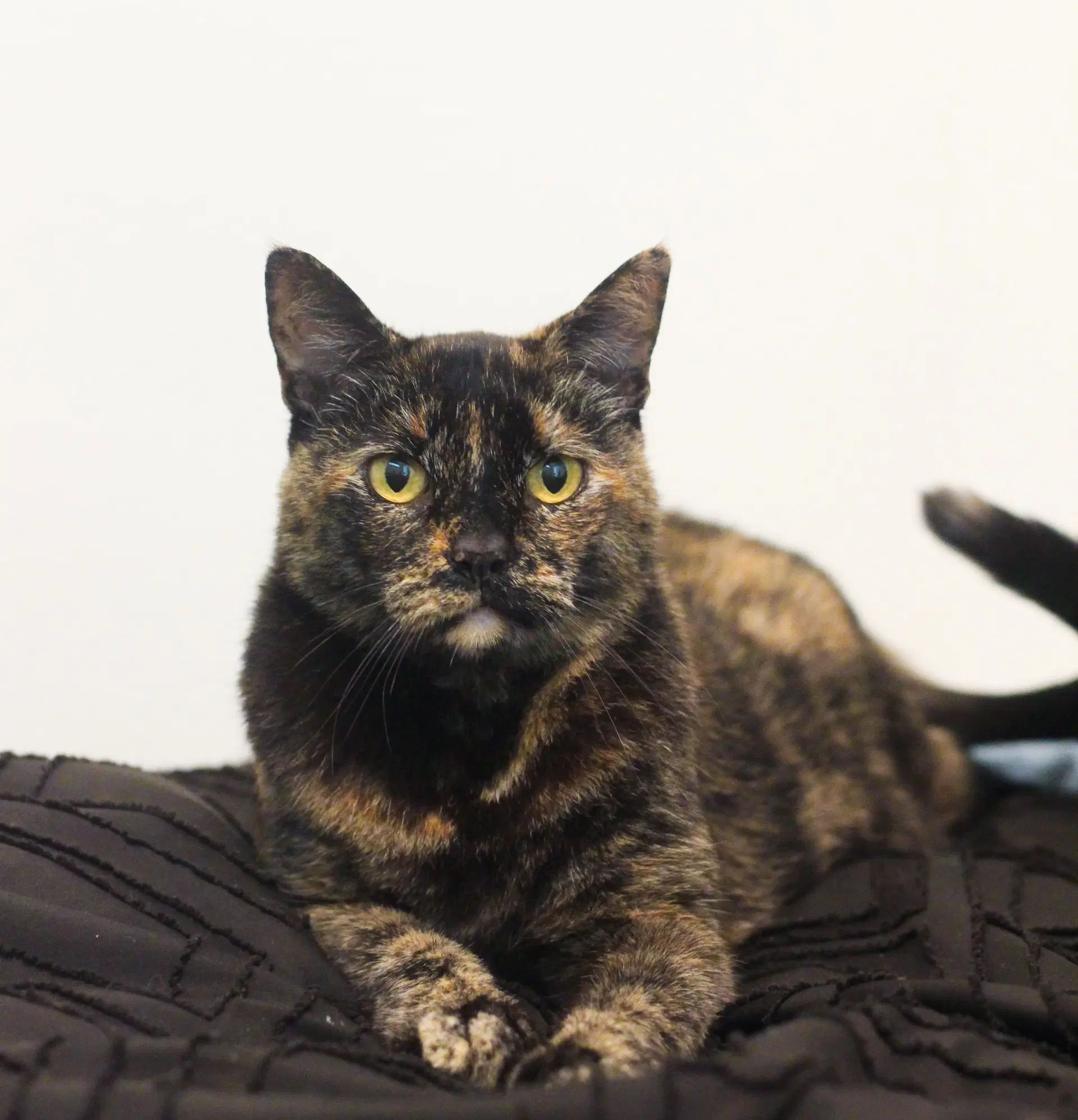 Cece - Tortoiseshell
