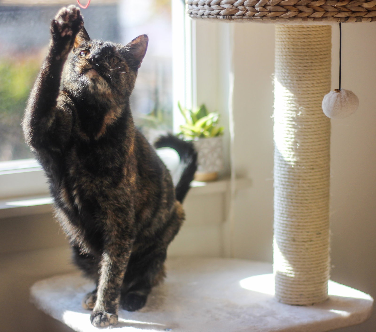 Cece