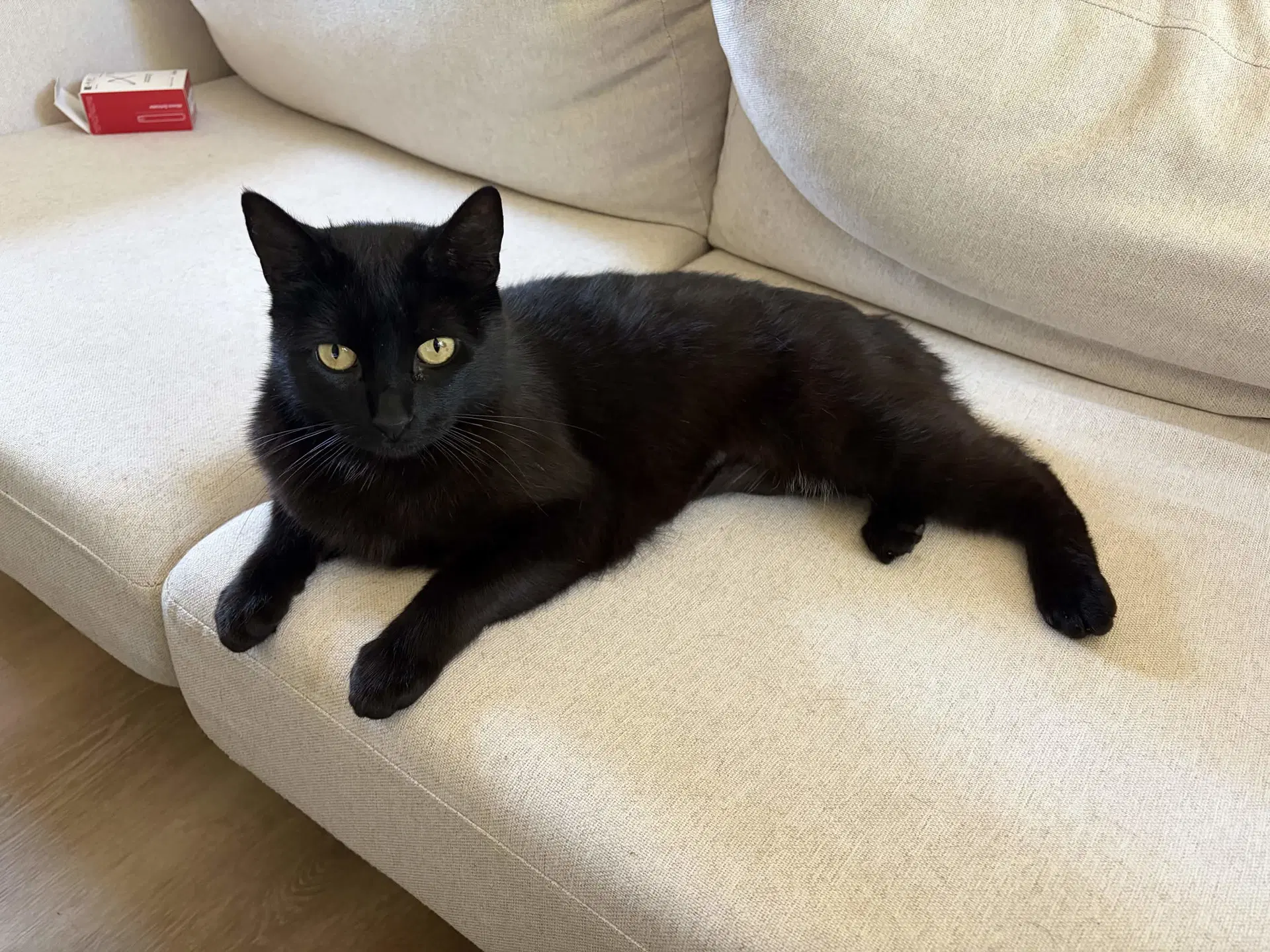 Betty Boop - Domestic Short Hair