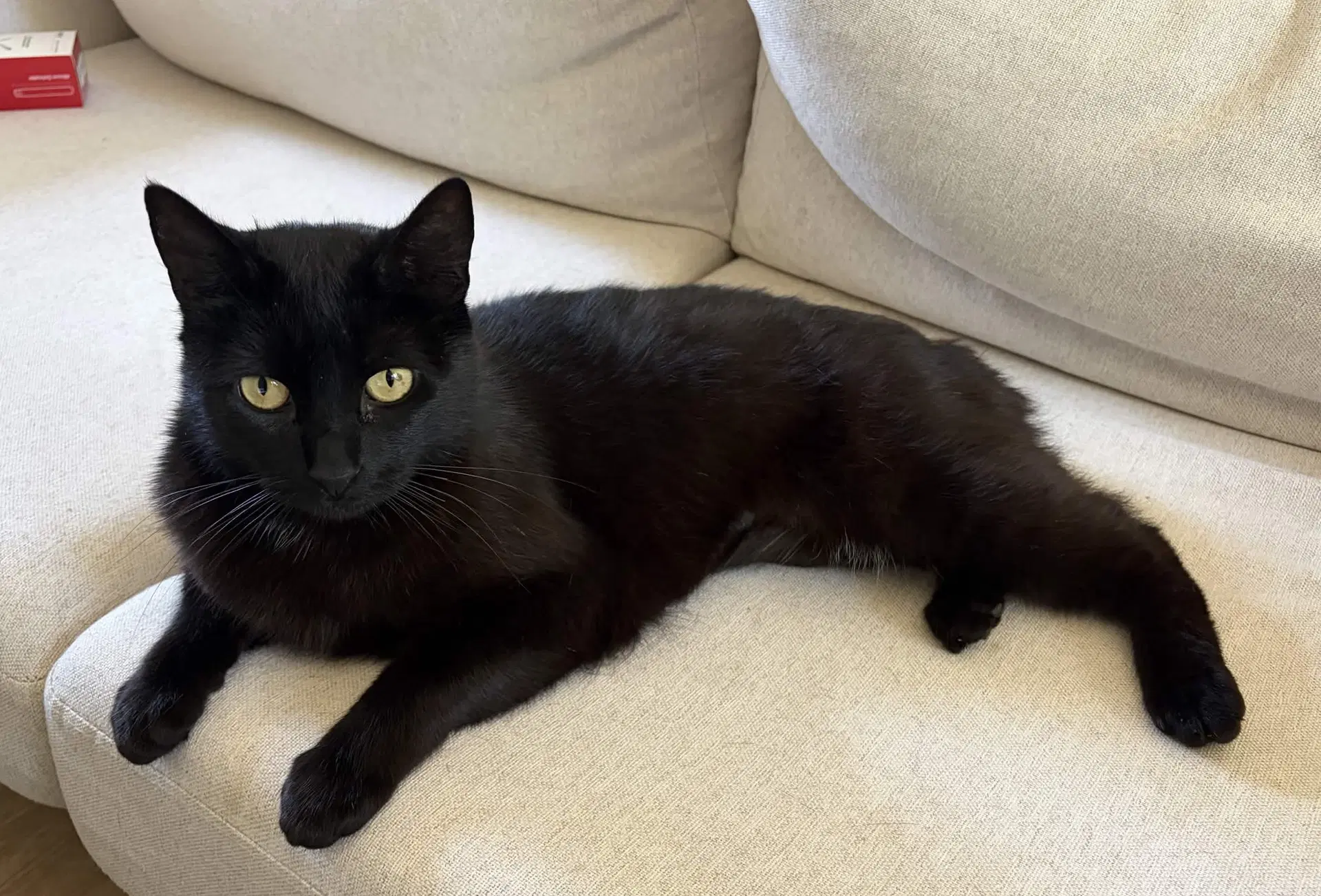 Betty Boop - Domestic Short Hair