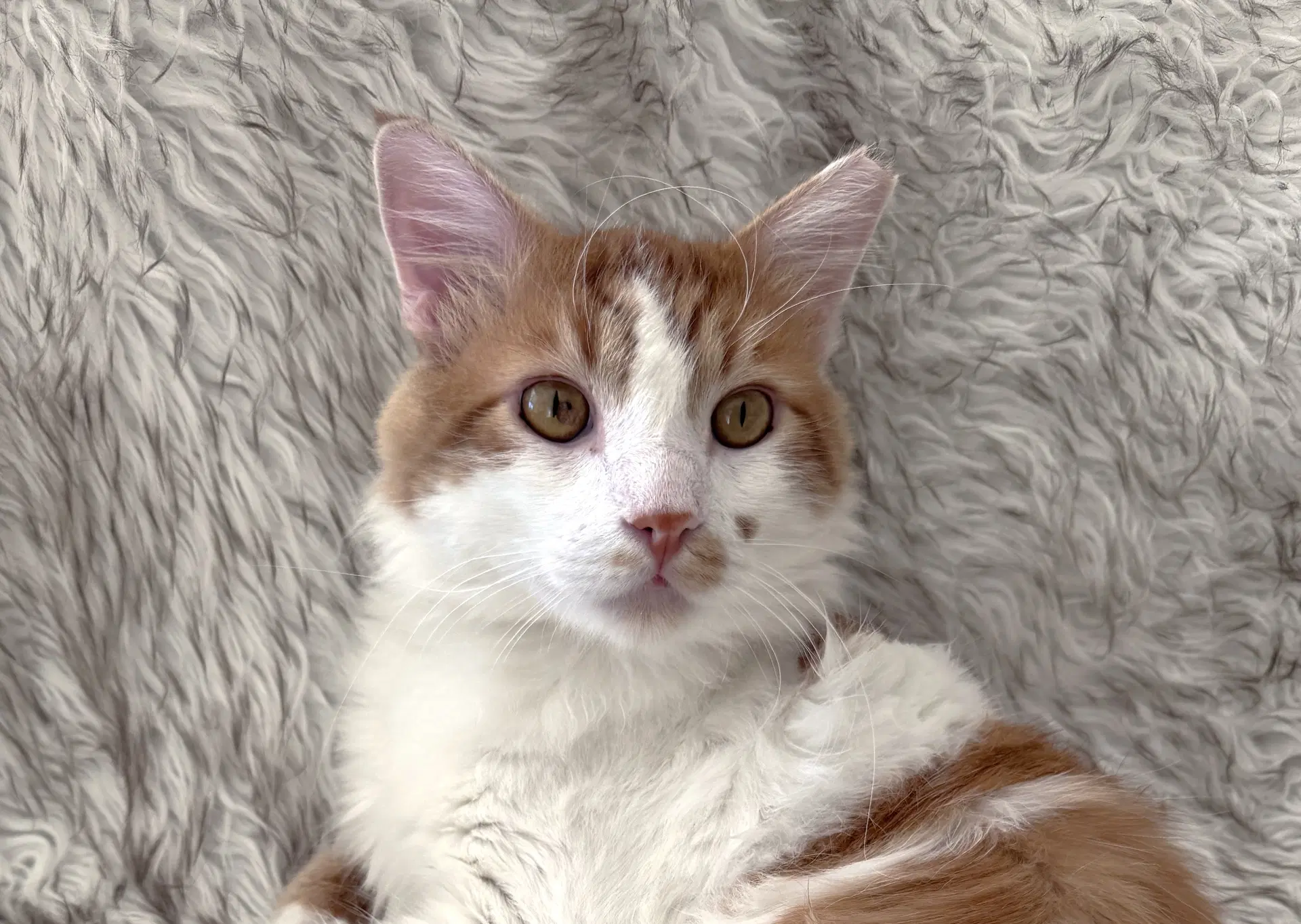 Butterscotch - Domestic Medium Hair