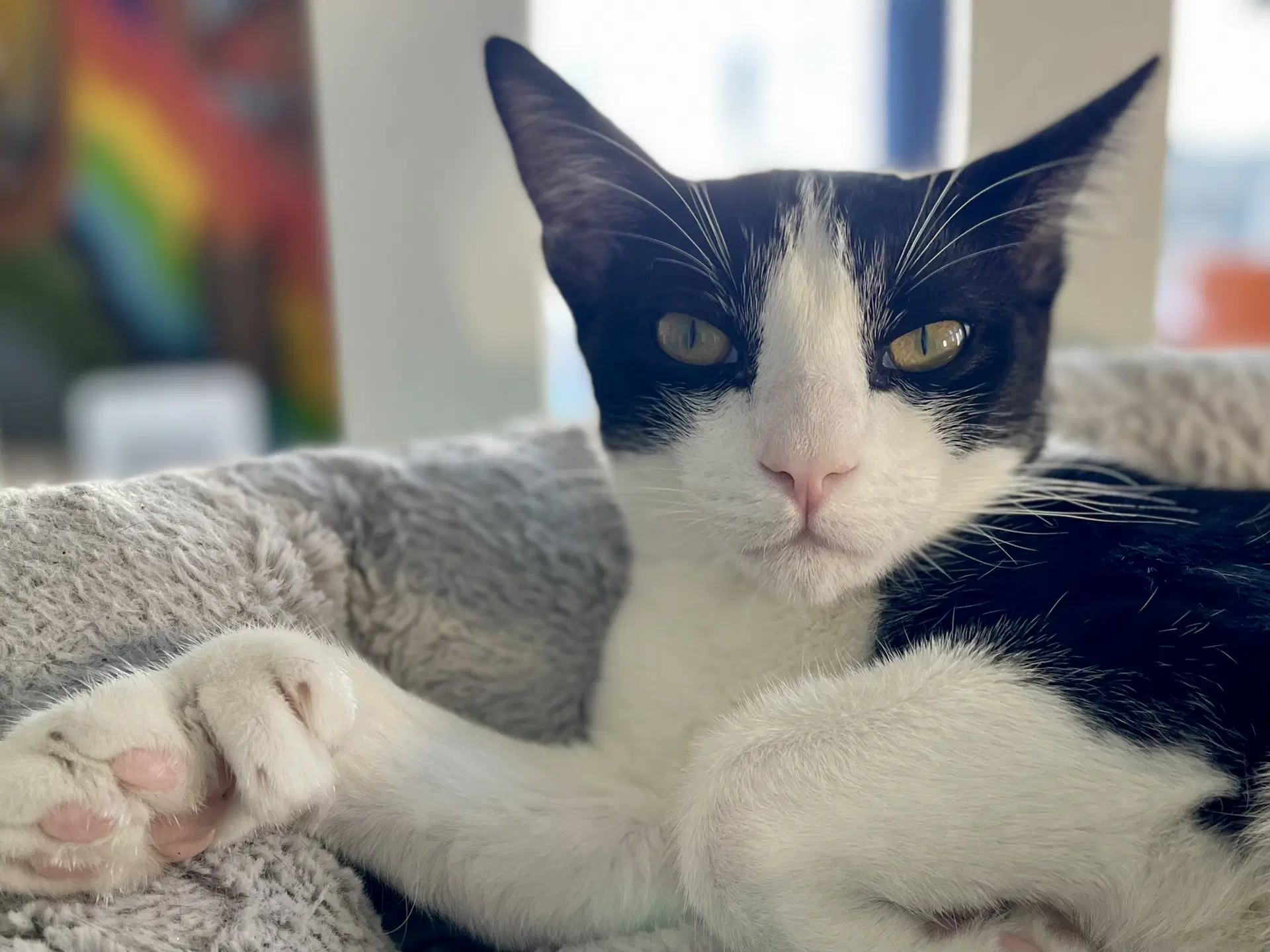 Kingston Bonded With Chico - Domestic Short Hair
