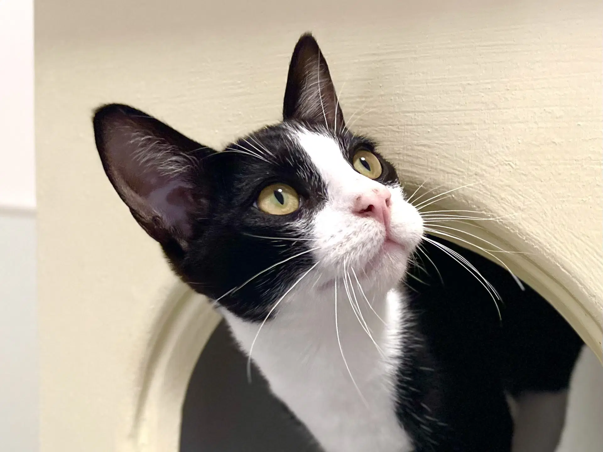 Chico Bonded With Kingston - Domestic Short Hair