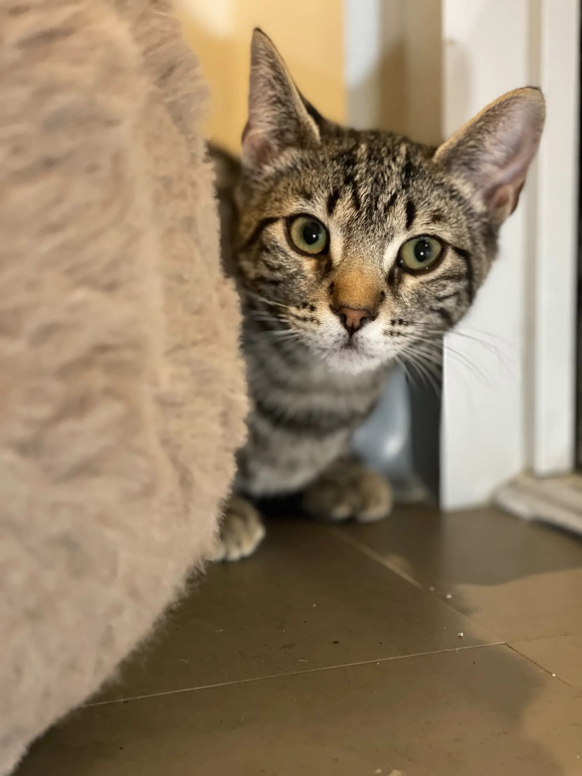 Taco Bonded With Tostada - Domestic Short Hair