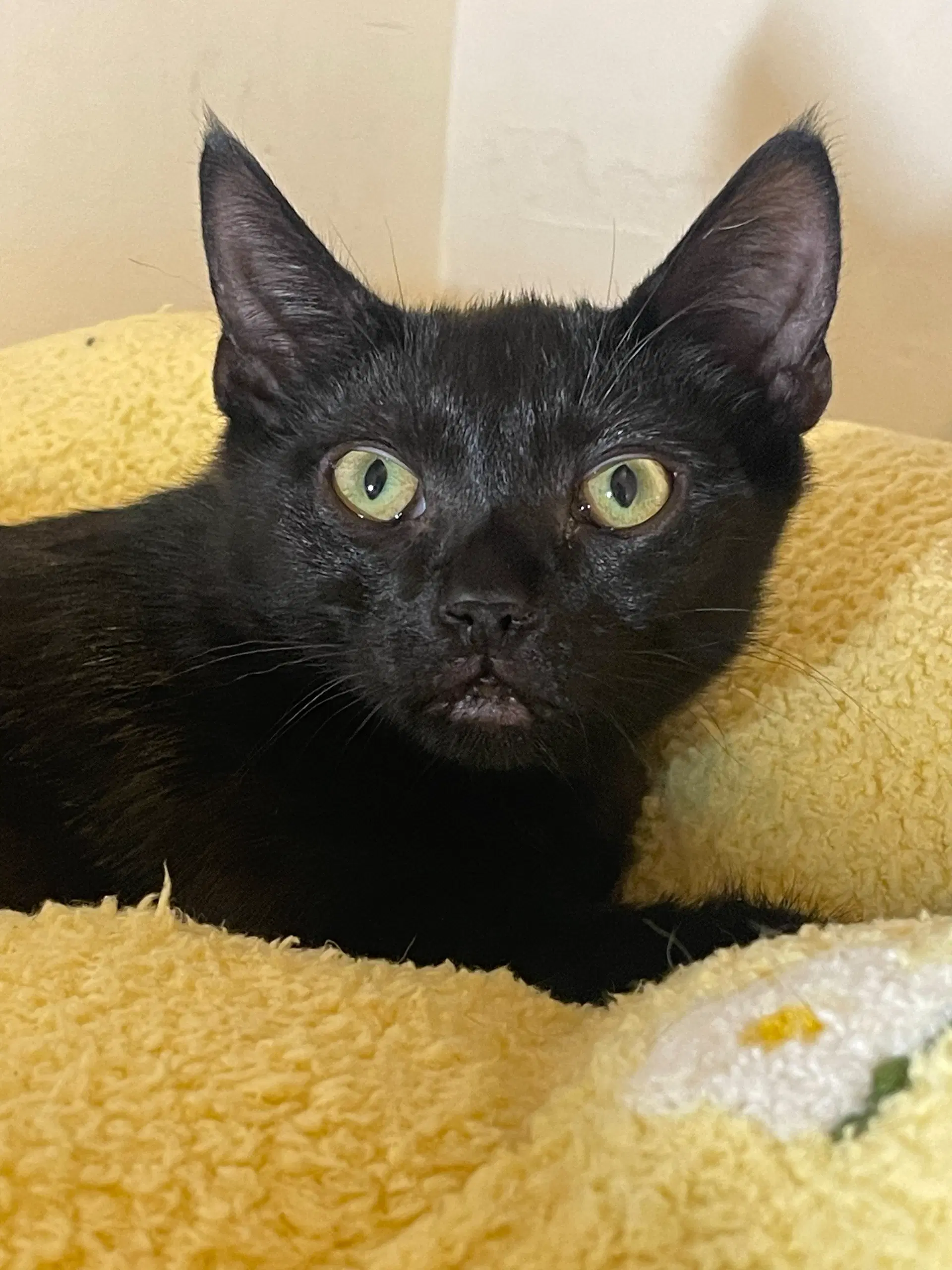 Tostada Bonded With Taco - Domestic Short Hair