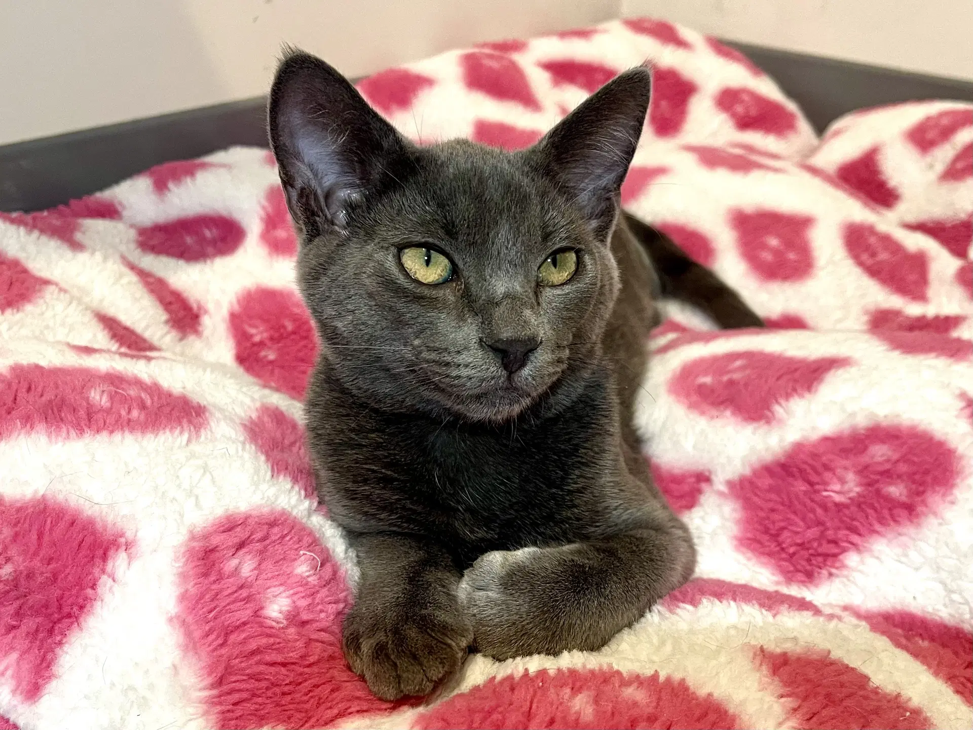 Big Bear Needs To Be Adopted With Littermate - Domestic Short Hair