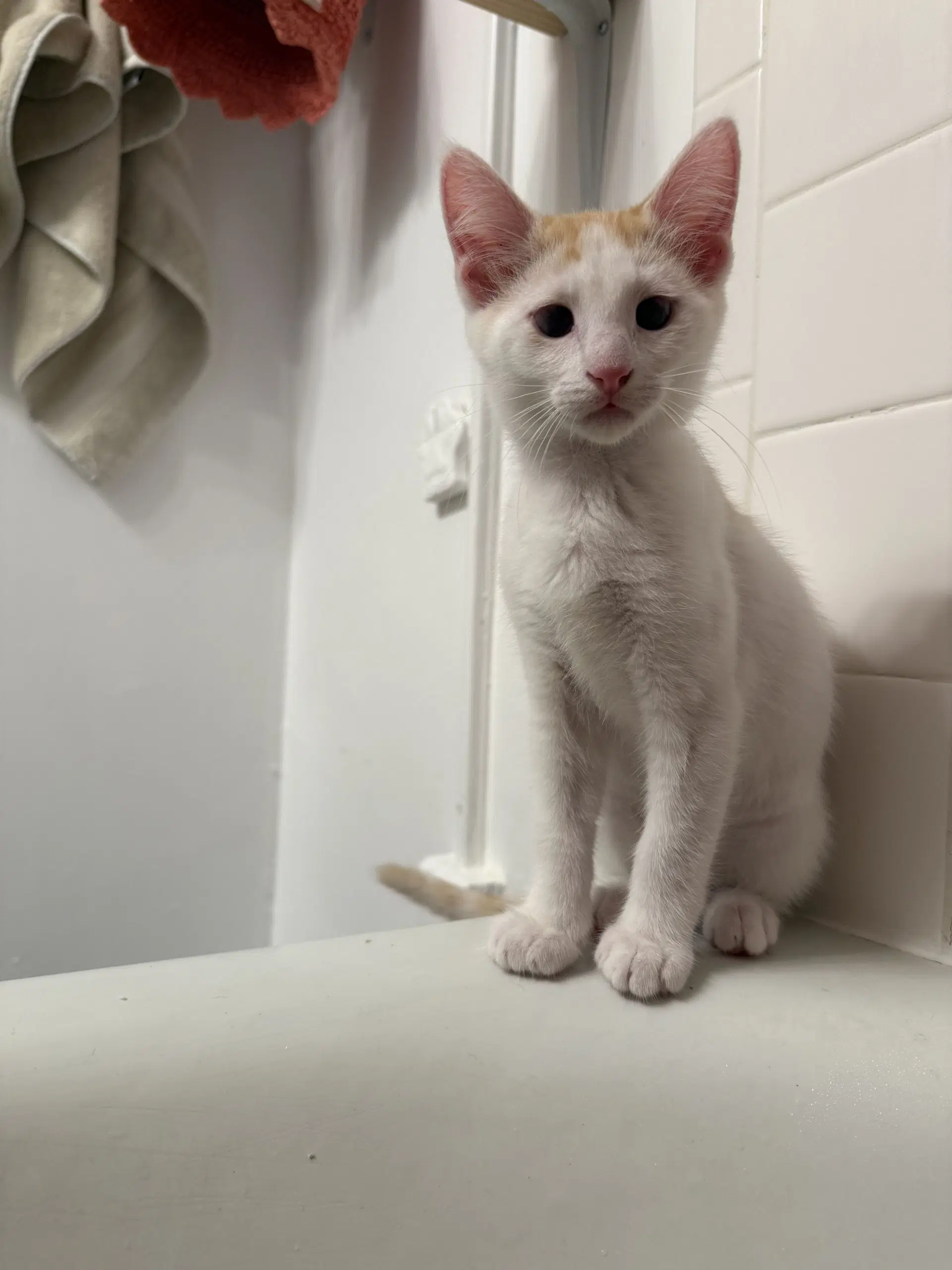 Murphy Bonded With Max - Domestic Short Hair