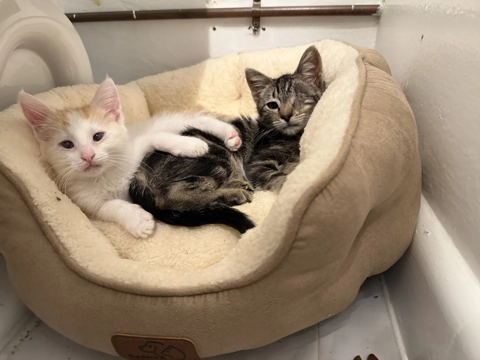 Murphy Bonded With Max image 3