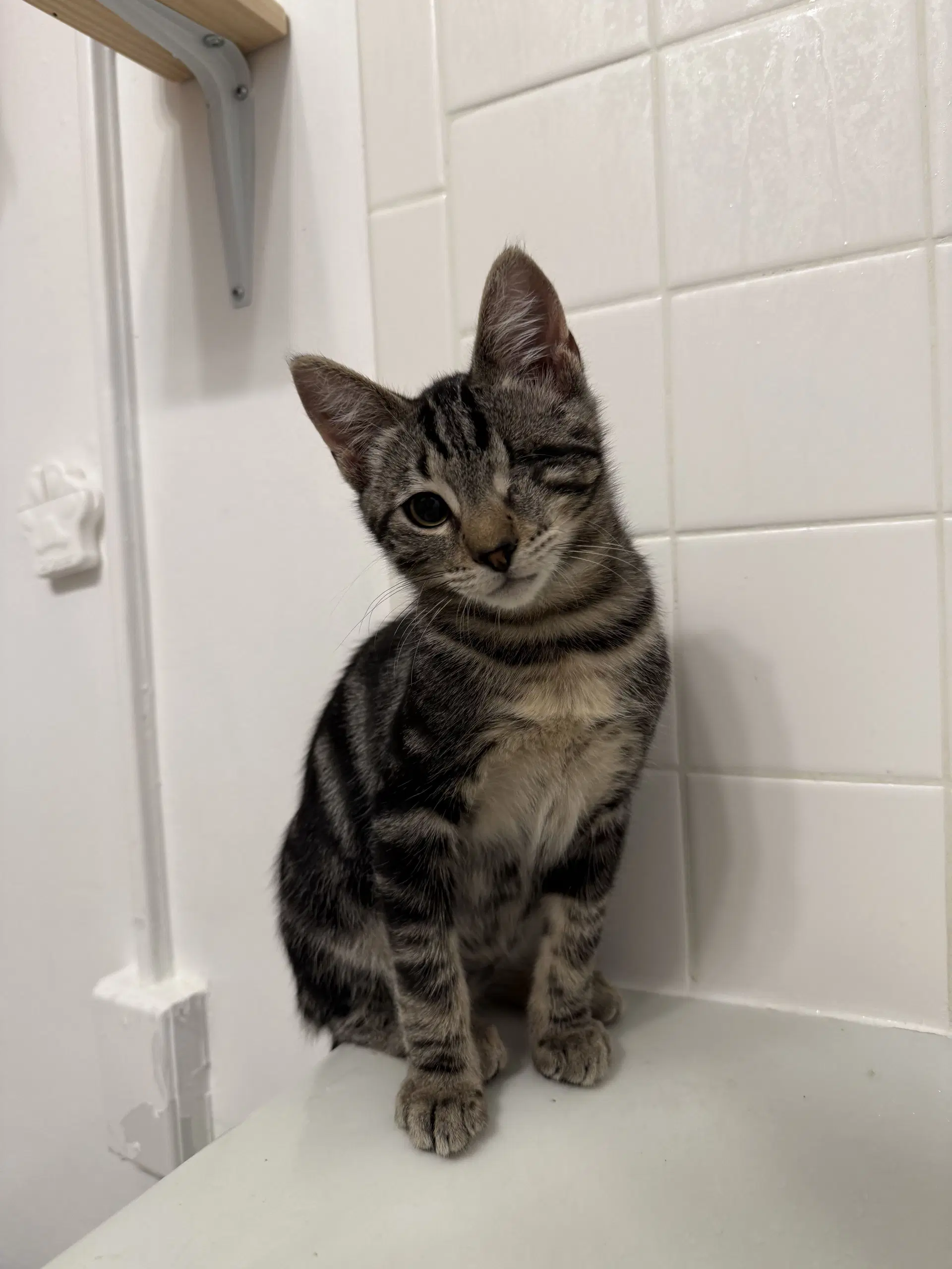 Max Bonded With Murphy - Domestic Short Hair