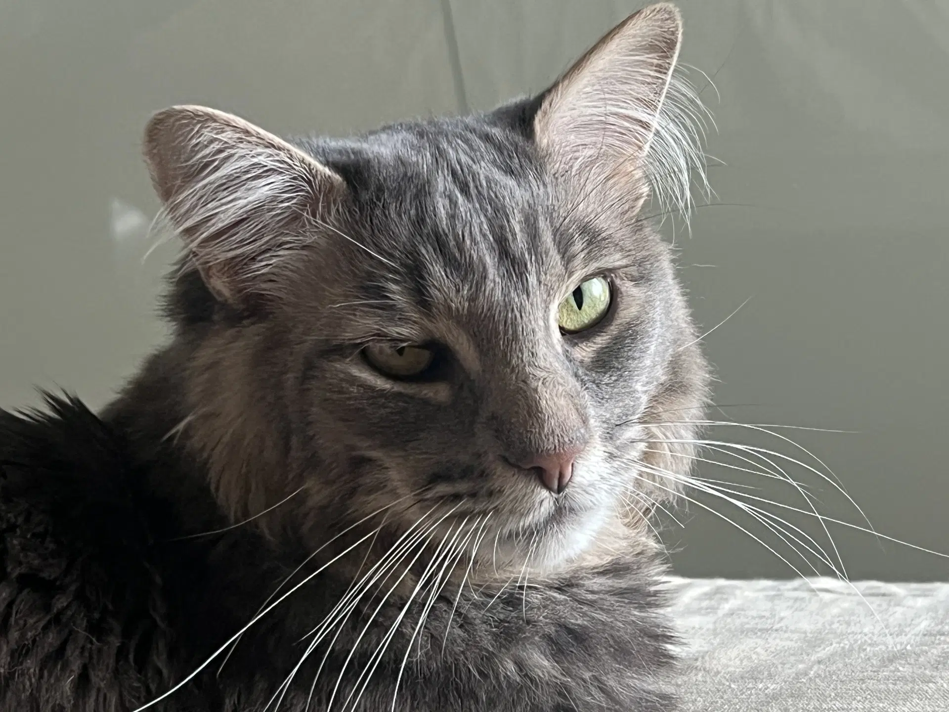 Fletcher - Domestic Long Hair