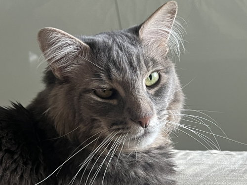 Fletcher, a cat for adoption from Cat Town