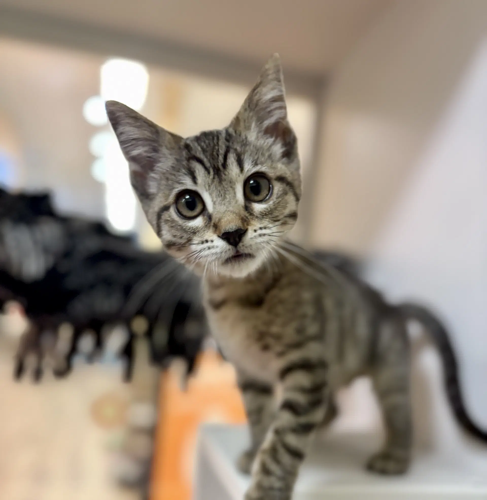 Piper - Domestic Short Hair
