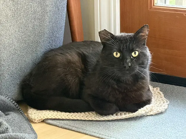 Fredberry Needs Buddy - Domestic Short Hair