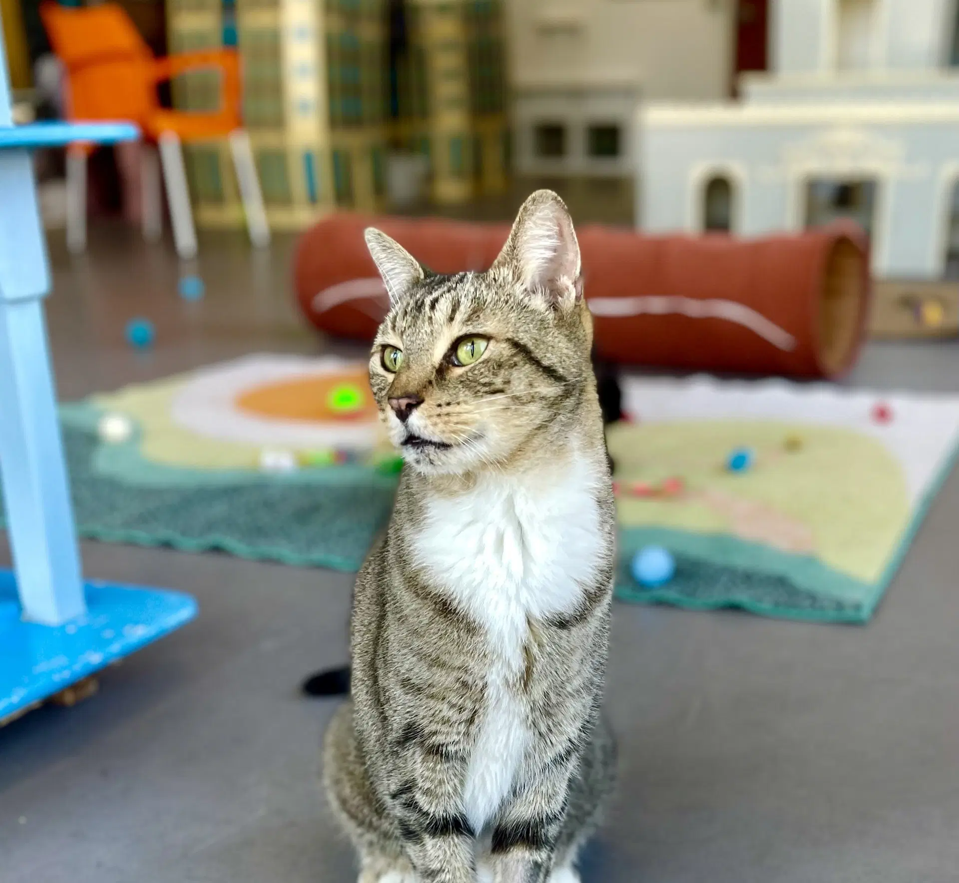 Boise - Domestic Short Hair