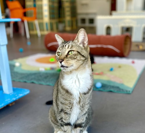 Boise, a cat for adoption from Cat Town