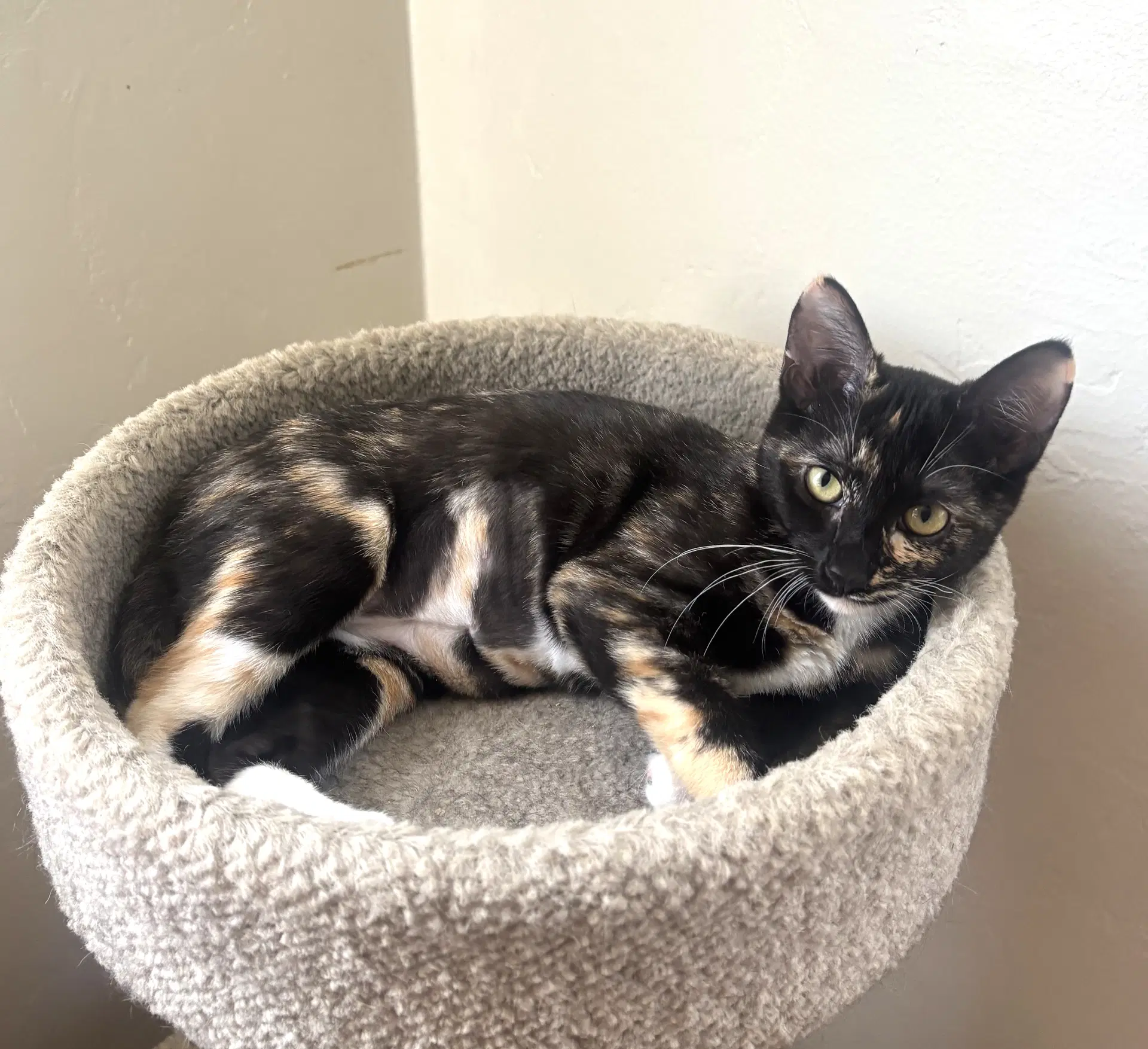 Thelma Bonded With Claudia - Domestic Short Hair