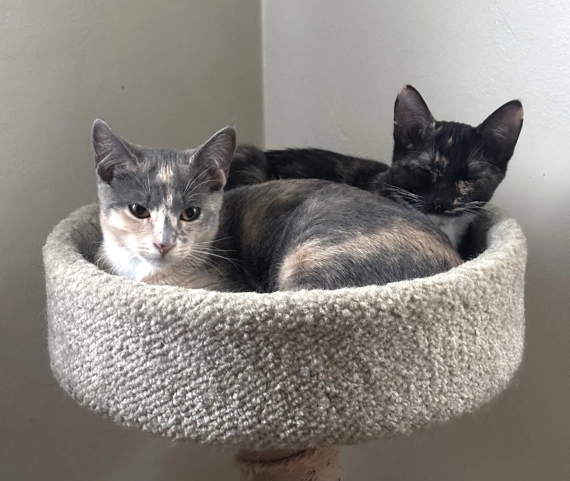 Thelma Bonded With Claudia image 3