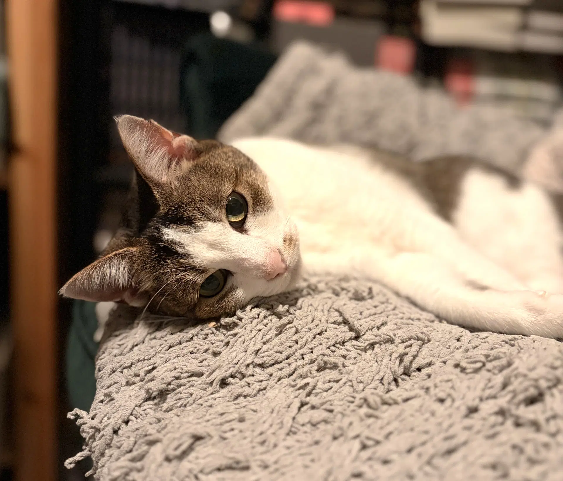 Lily Bonded With Petunia - Domestic Short Hair