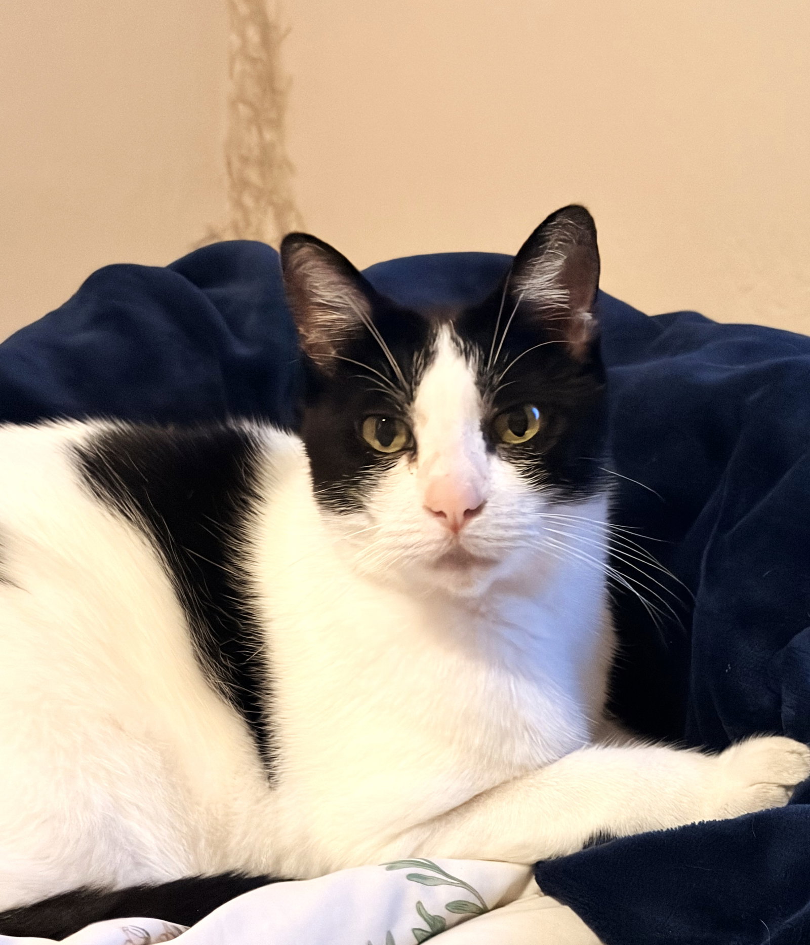 Petunia