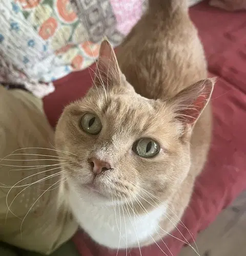 Spencer - Domestic Short Hair