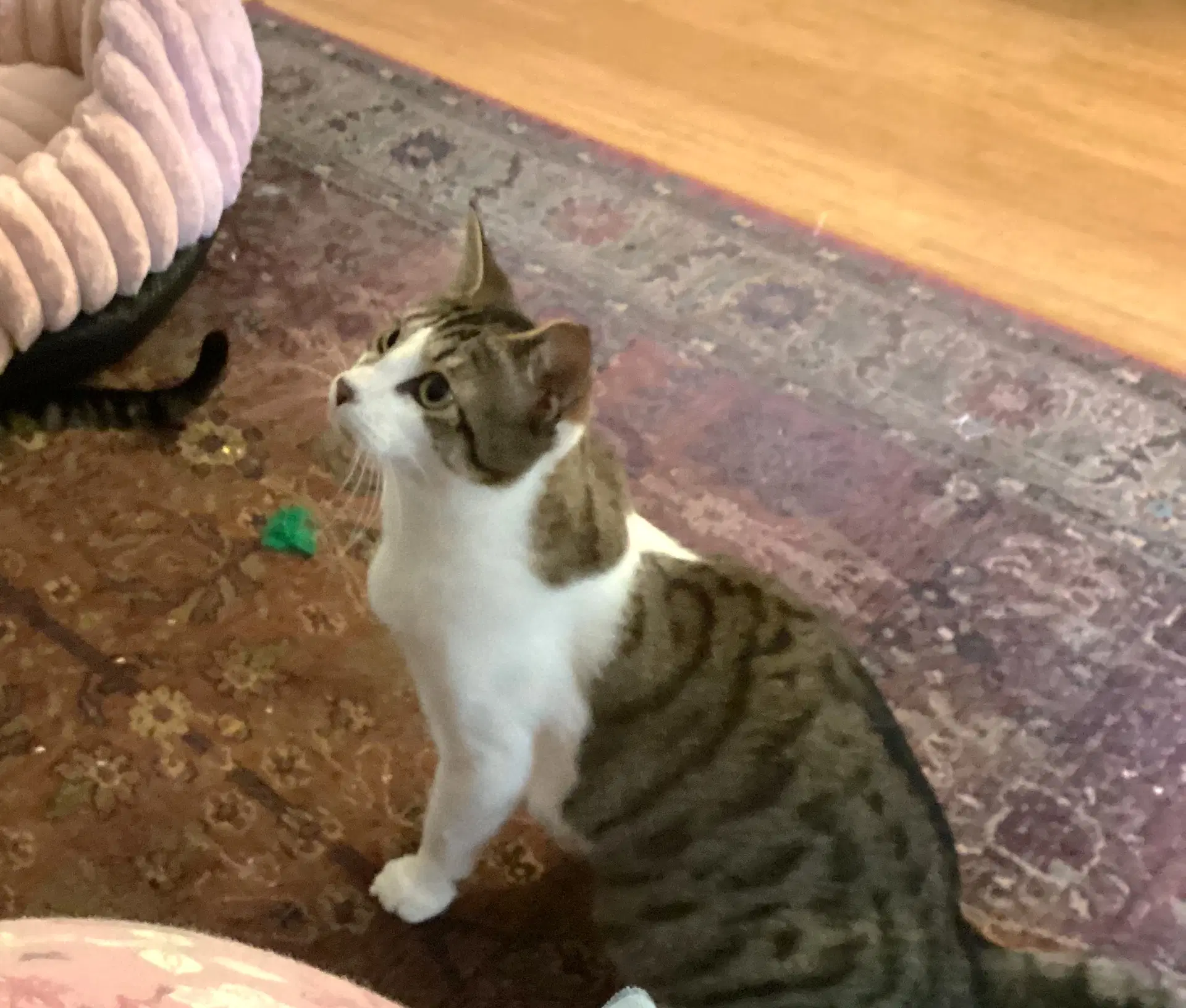 Lucille Bonded With Desi image 1