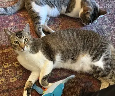 Desi Bonded With Lucille - Domestic Short Hair