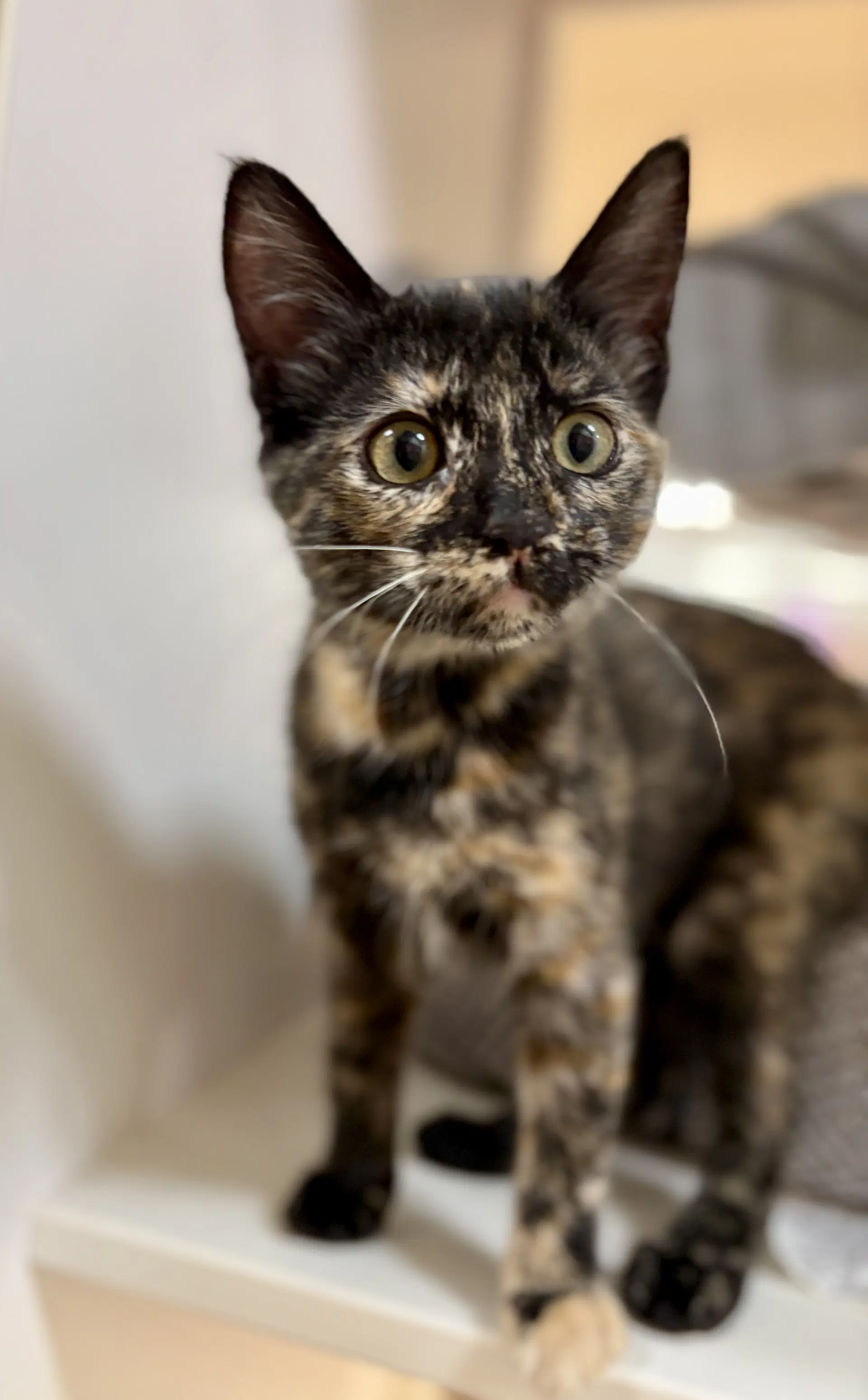 Primrose Needs To Be Adopted With Littermate - Domestic Short Hair
