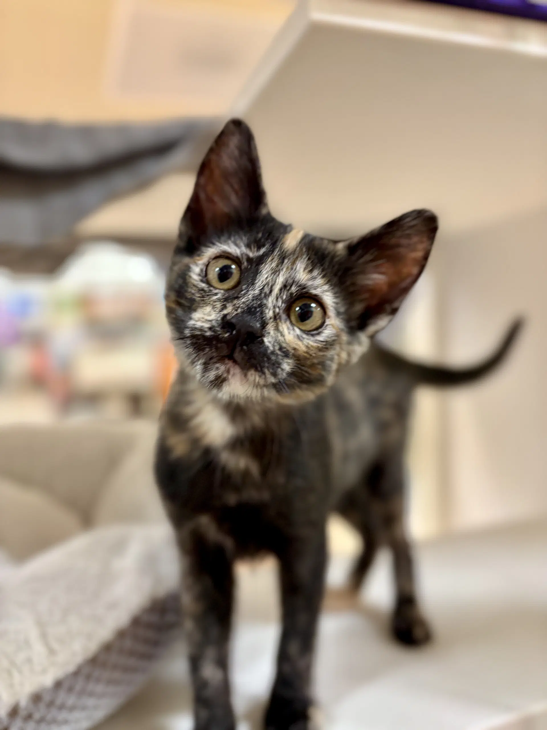 Freesia Needs To Be Adopted With Littermate - Domestic Short Hair