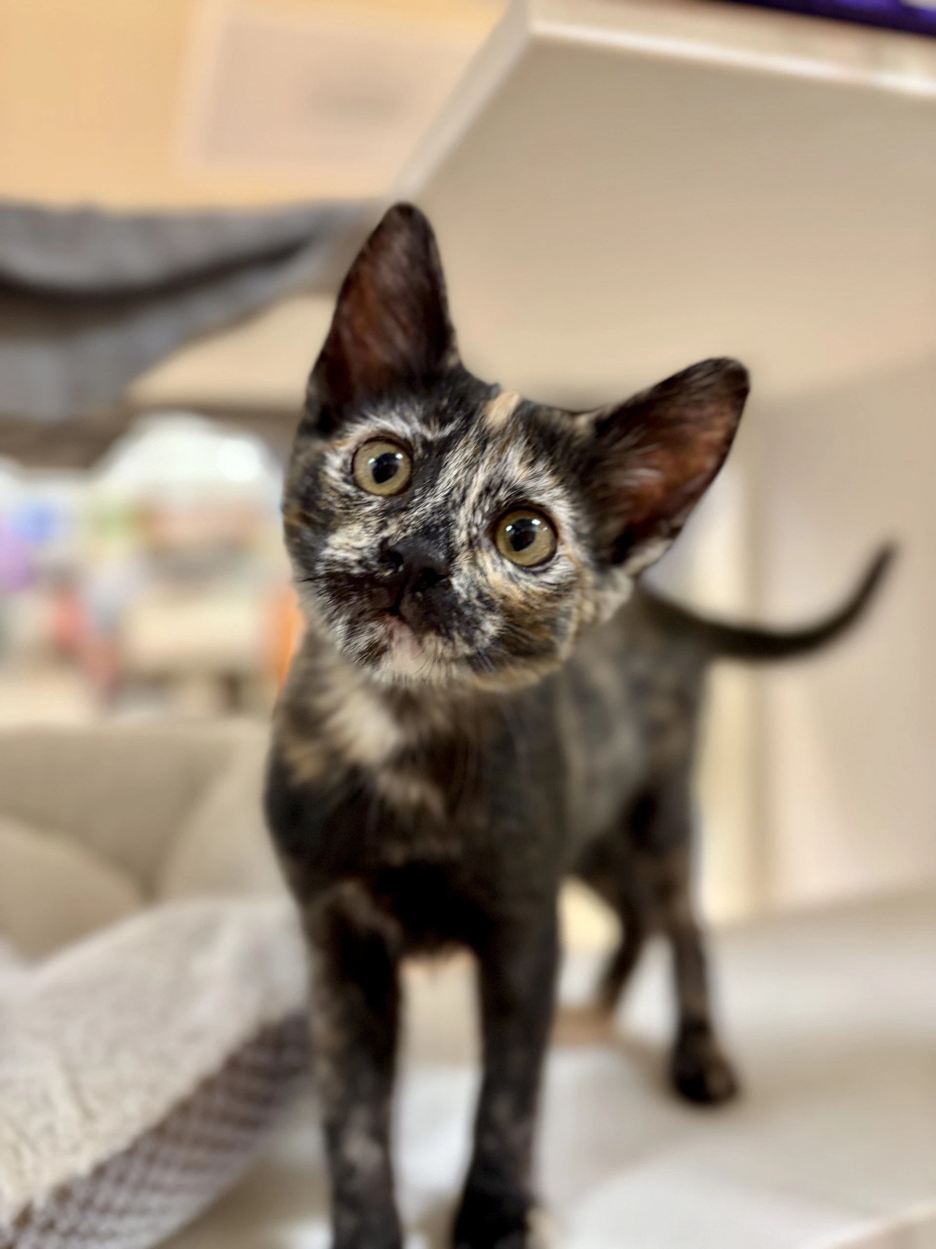 Freesia Needs To Be Adopted With Littermate