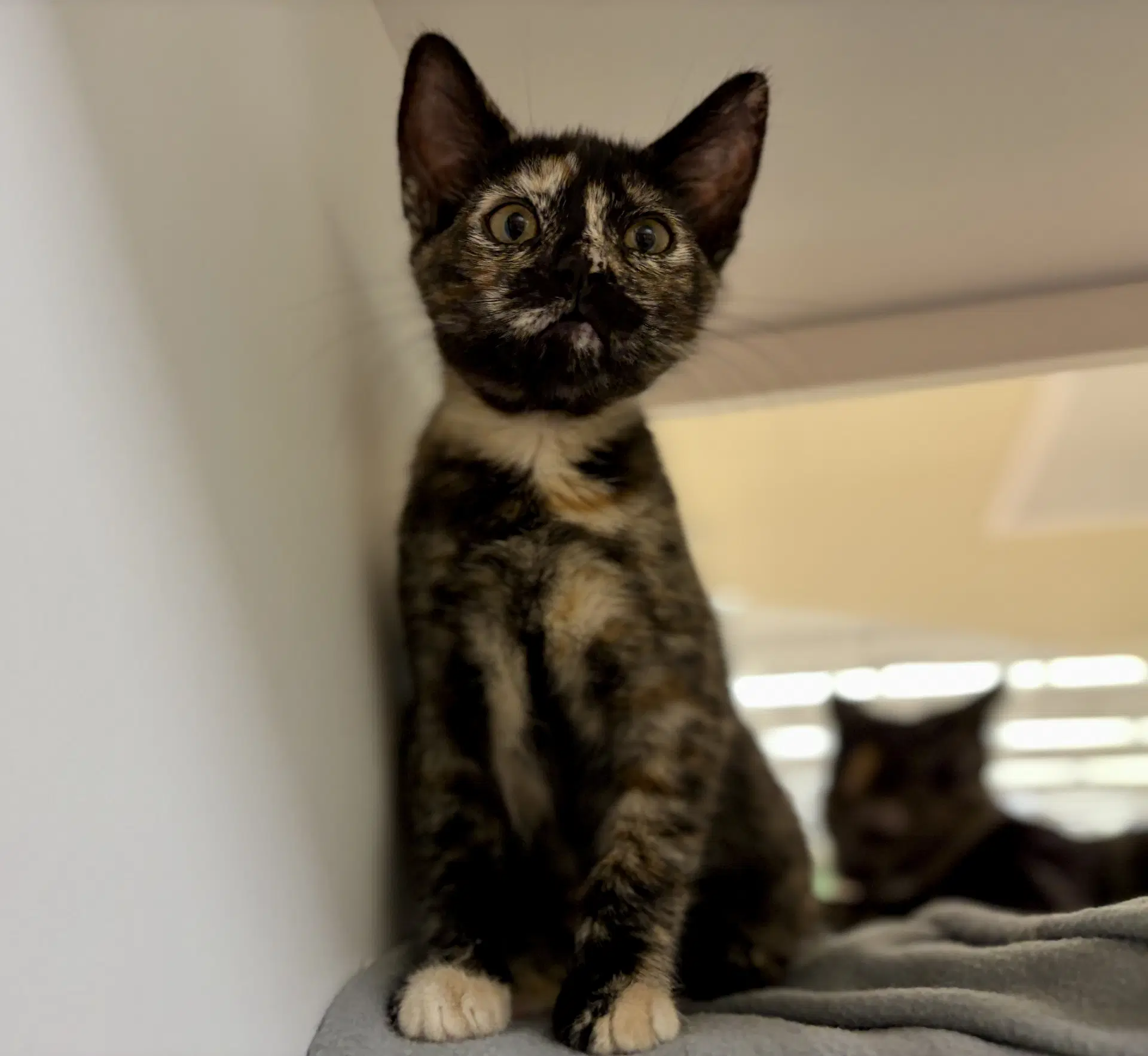 Camellia Needs To Be Adopted With Littermate - Domestic Short Hair