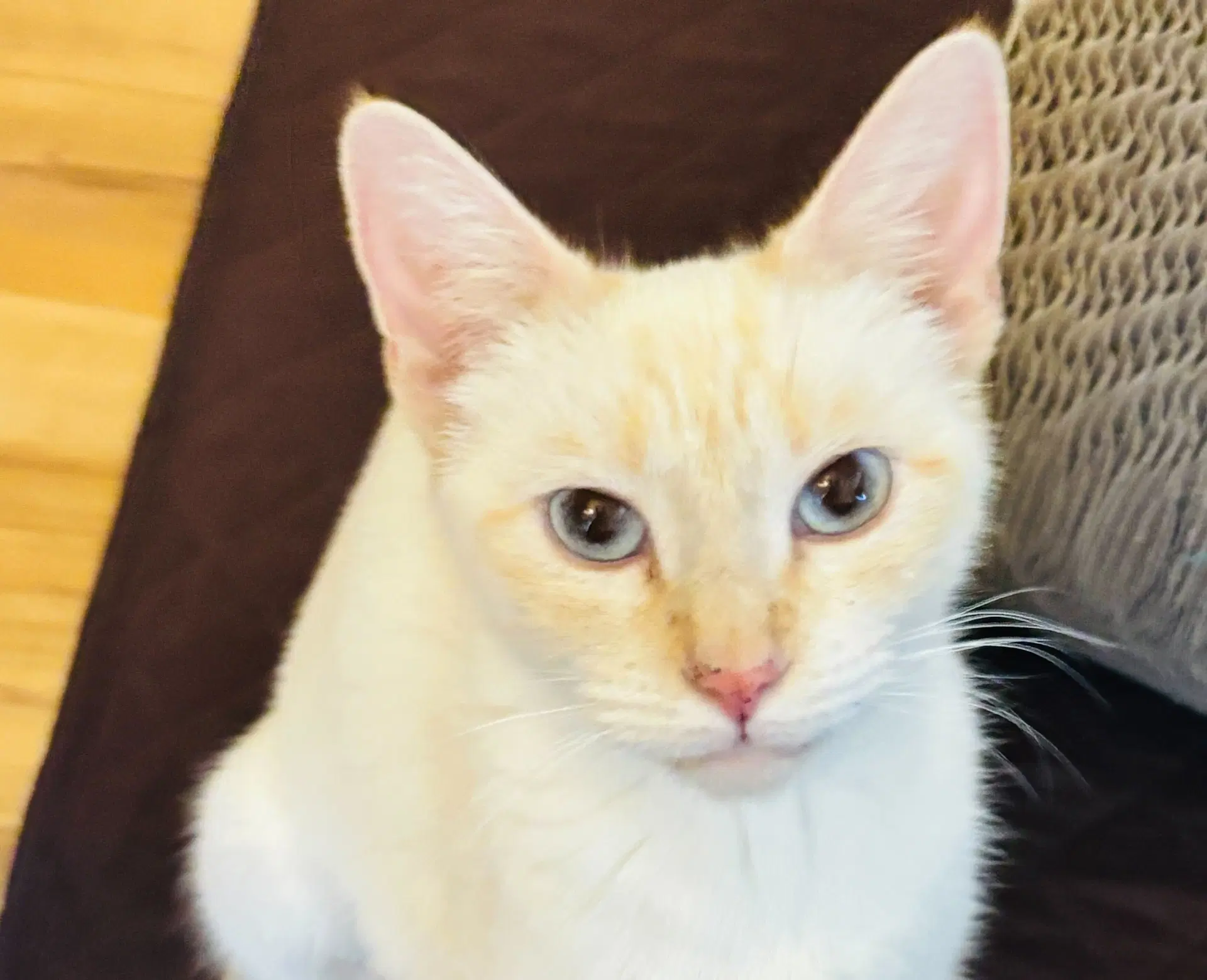 Marigold - Domestic Short Hair