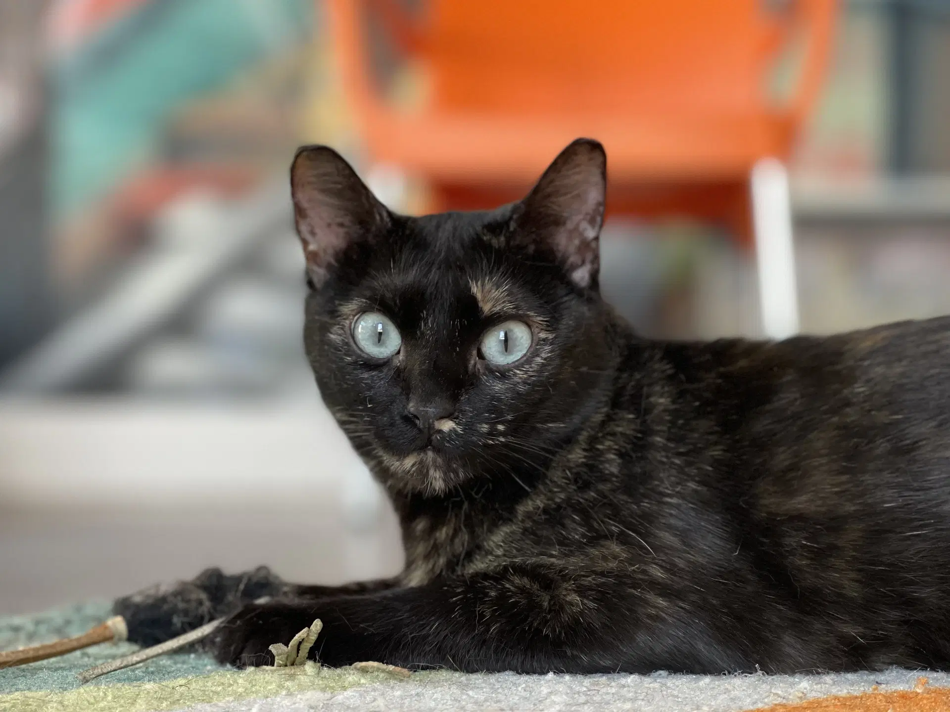 Calypso - Domestic Short Hair