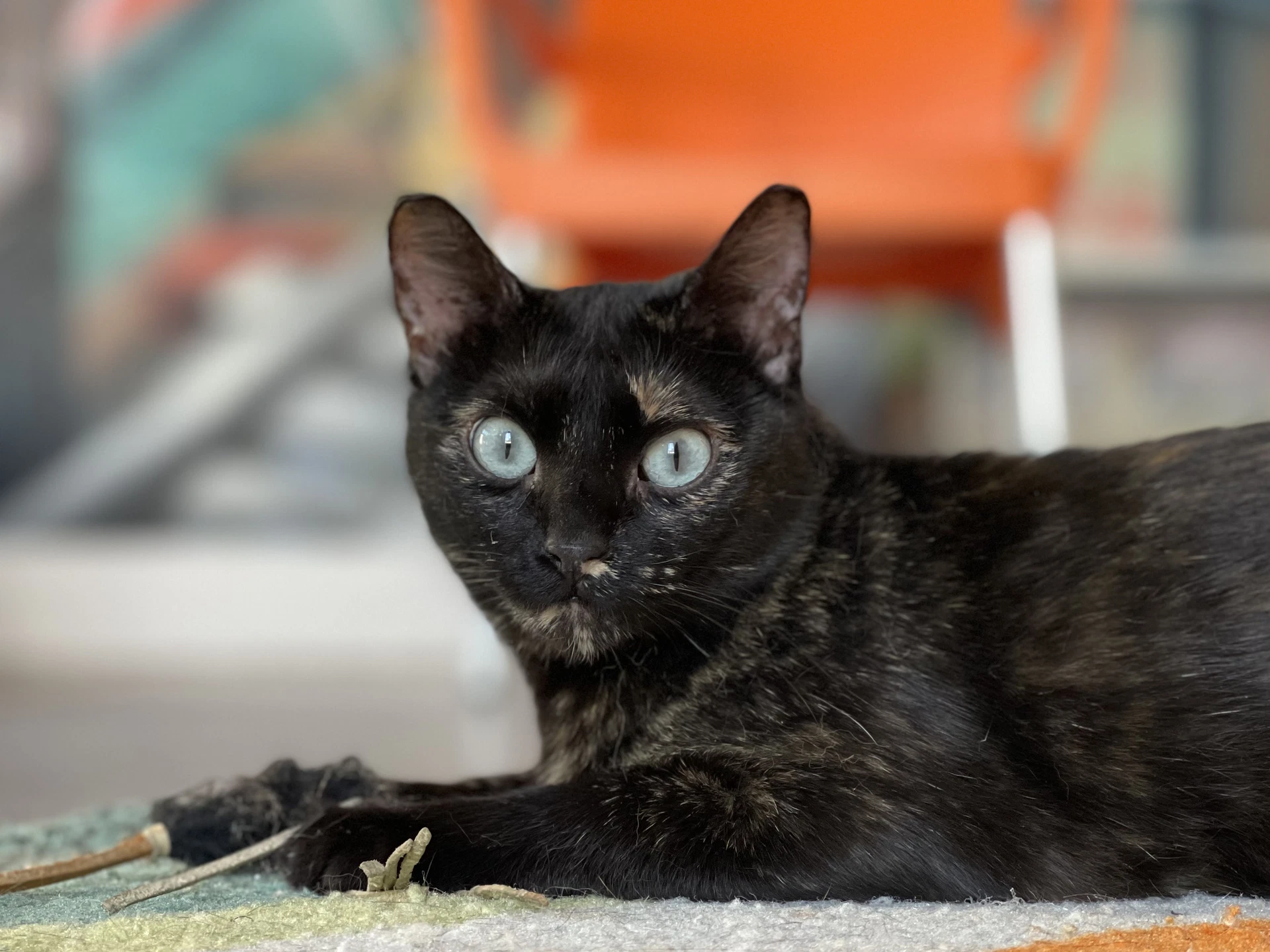 Calypso
