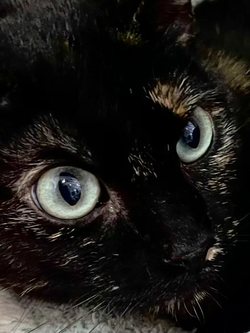 Calypso image 3