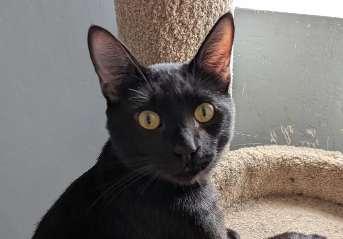 Monty image 1