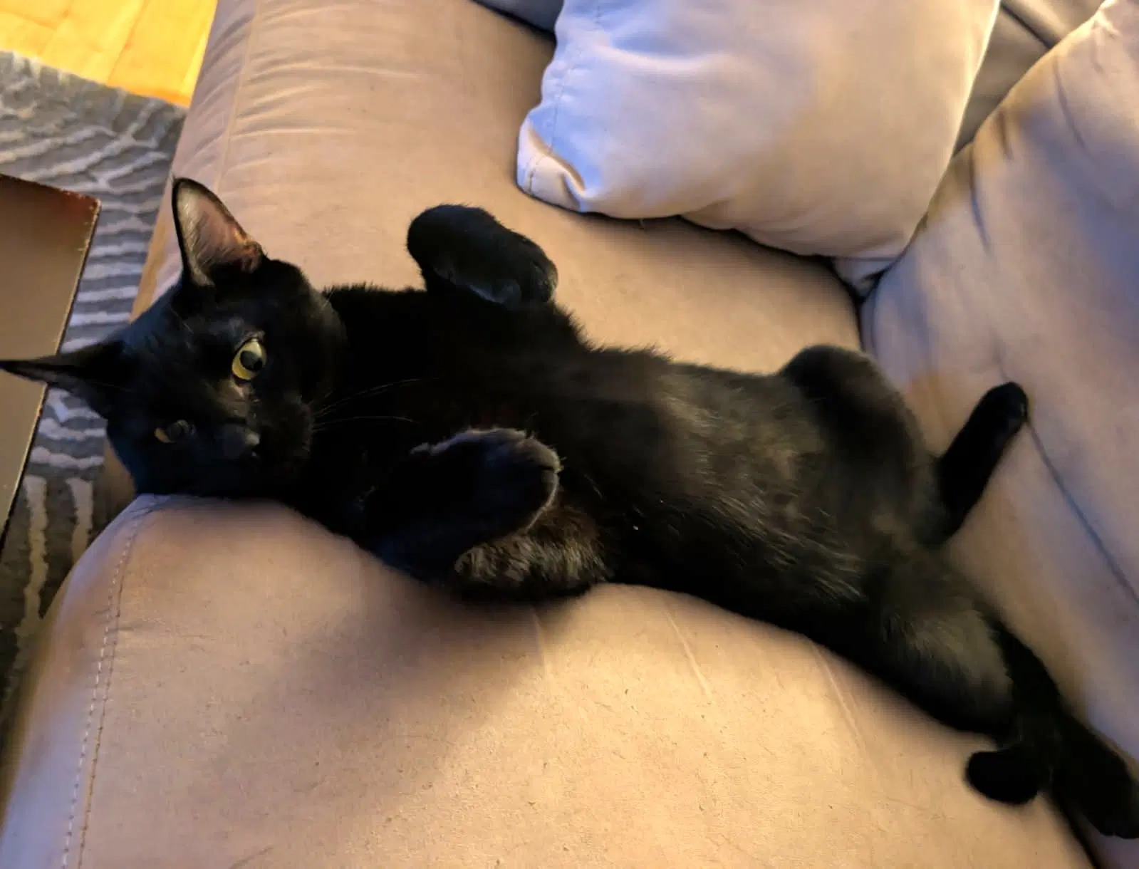Monty image 2