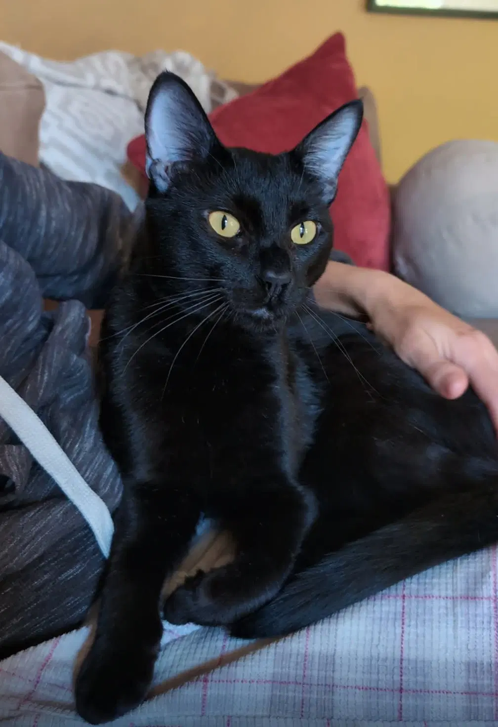 Monty image 3