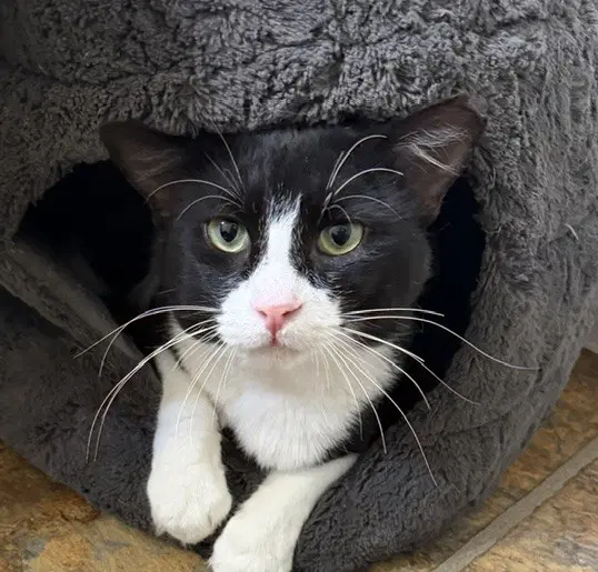 Bandit - Domestic Medium Hair