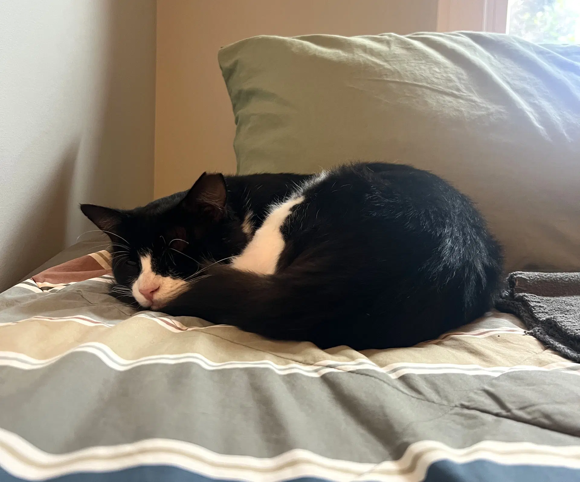 Bandit image 4